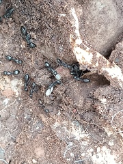 Camponotus