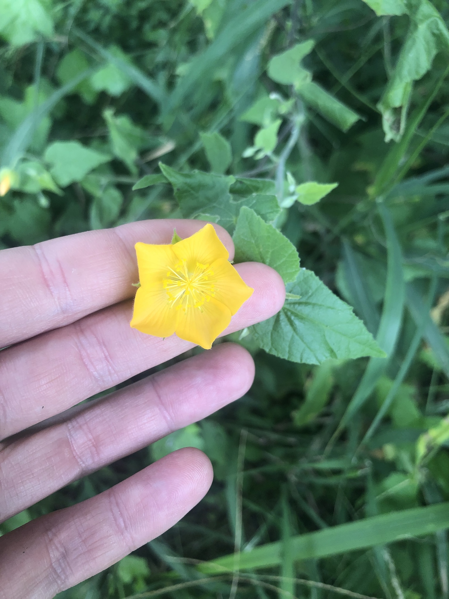 Abutilon galpinii A.Meeuse