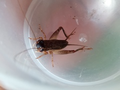 Miogryllus