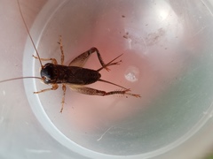 Miogryllus