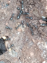 Camponotus
