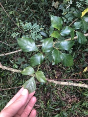 Rhoicissus rhomboidea