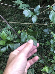 Rhoicissus rhomboidea