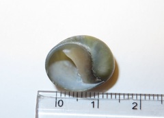 Nerita japonica