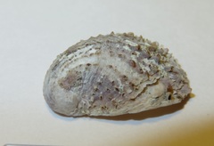 Bostrycapulus gravispinosus