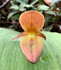 Pleurothallis titan