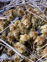 Sphagnum flavicomans