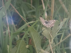 Heliopetes americanus bellatrix