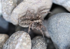Pardosa astrigera
