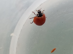 Cycloneda sanguinea