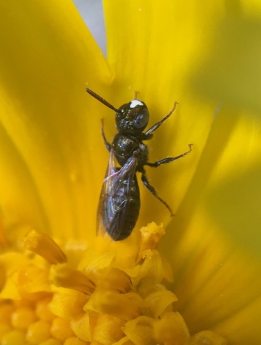 Nimble Ceratina photo 4