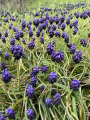 Muscari commutatum