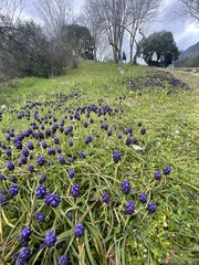 Muscari commutatum