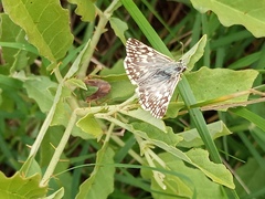 Heliopetes americanus bellatrix