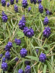 Muscari commutatum