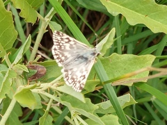 Heliopetes americanus bellatrix