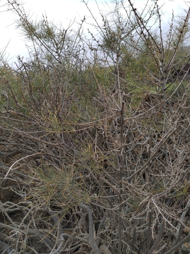 Asparagus arborescens (Asparagus arborescens)