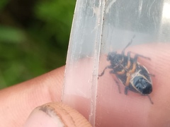Largus fasciatus