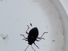 Largus fasciatus
