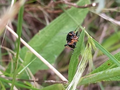 Largus fasciatus