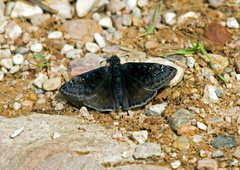 Erynnis meridianus