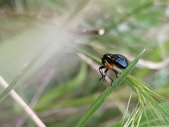 Largus fasciatus