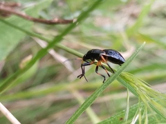 Largus fasciatus