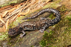 Plethodon fourchensis