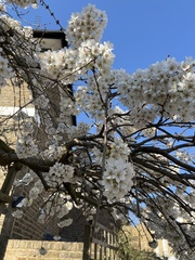 Prunus