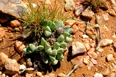 Cheiridopsis caroli-schmidtii image