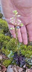 Borodinia missouriensis