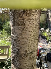 Prunus