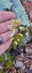 Borodinia missouriensis