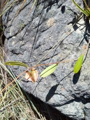 Dioscorea hexagona