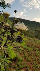 Protea caffra caffra