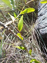Dioscorea hexagona