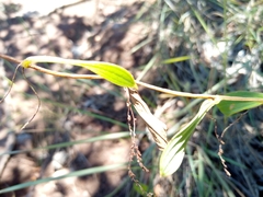 Dioscorea hexagona
