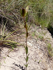 Dioscorea hexagona