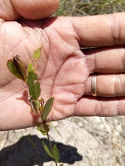 Dioscorea hexagona