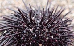 Heliocidaris crassispina