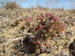 Arthrophytum