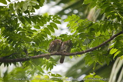 Glaucidium