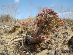 Arthrophytum