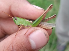 Staurorhectus longicornis