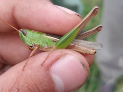 Staurorhectus longicornis