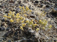 Arthrophytum