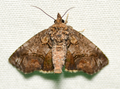 Paectes pygmaea