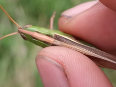 Staurorhectus longicornis