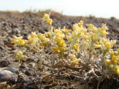 Arthrophytum