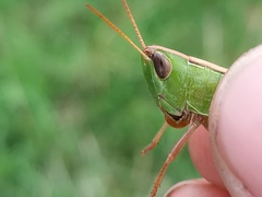 Staurorhectus longicornis